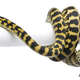 Illustration for article titled Snakes On A Plane Situation Narrowly Averted